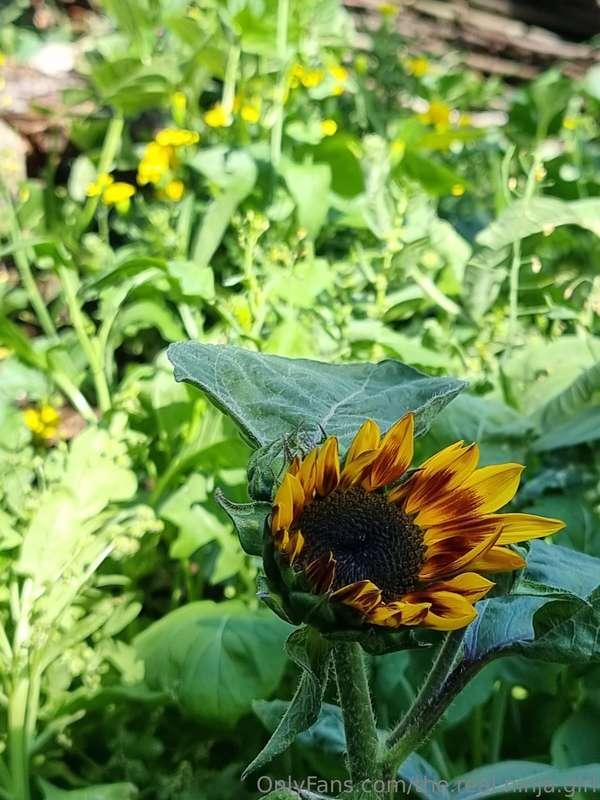 the.real.ninja.girl image #3