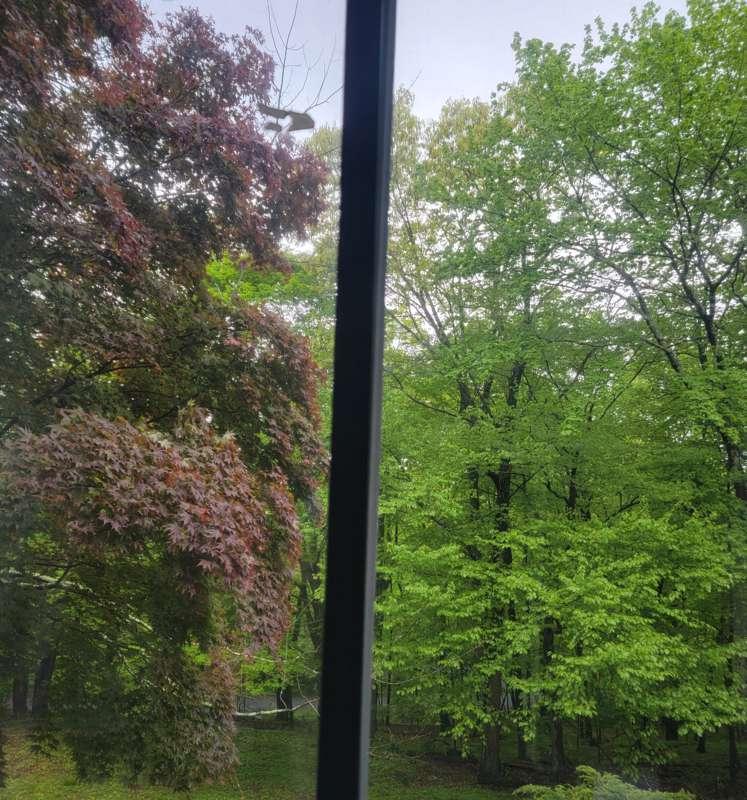View outside my office window today. So green!
