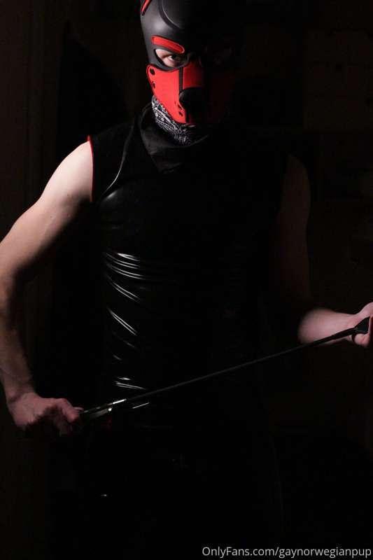 gaynorwegianpup image #1