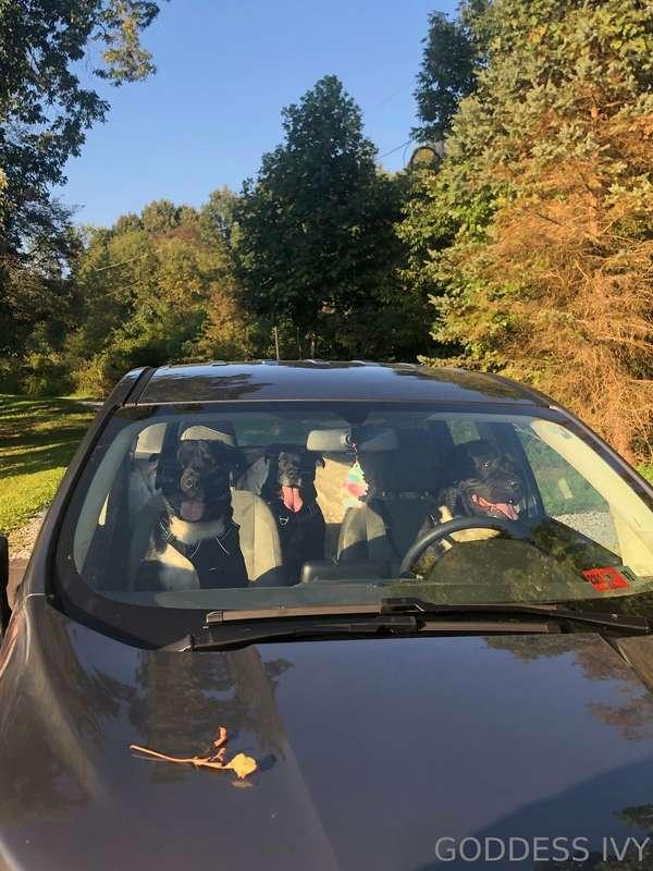 Happy Mothers Day to all mothers💐
Me personally, I’m a fur m..