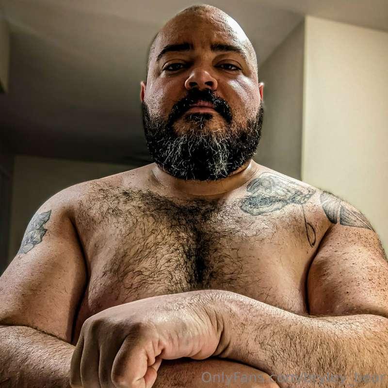 bryley_bear image #0