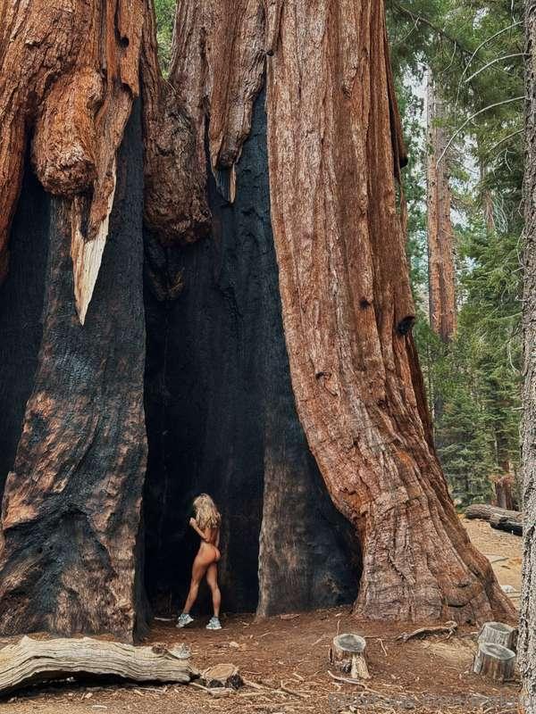 The sequoia trees are so special! I felt so small next to th..