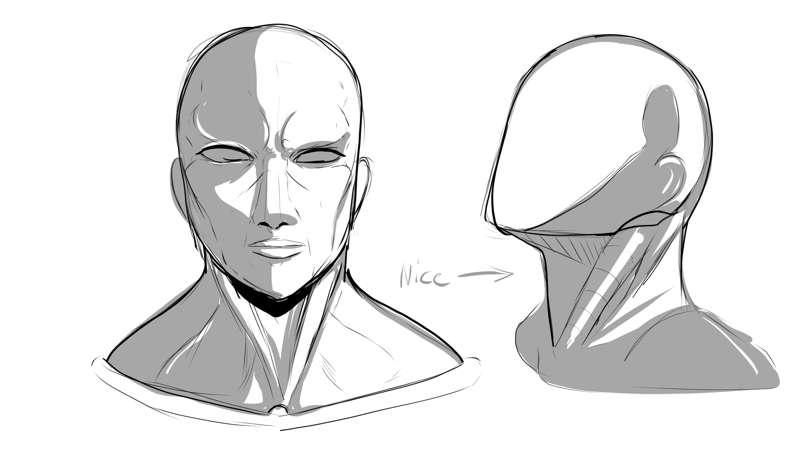 Neck muscle study