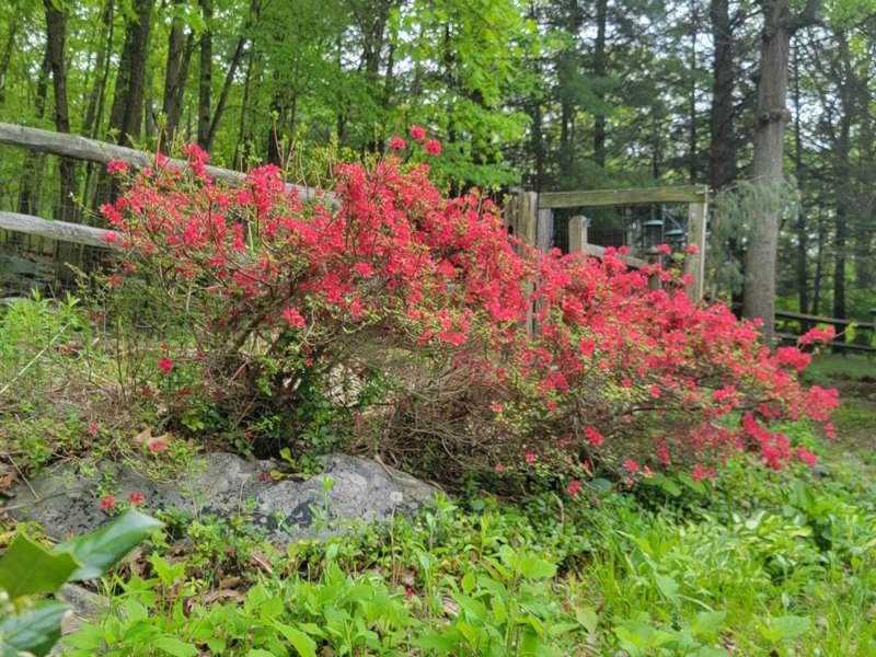 Some shots of the spring flowers outside. I got out for a li..