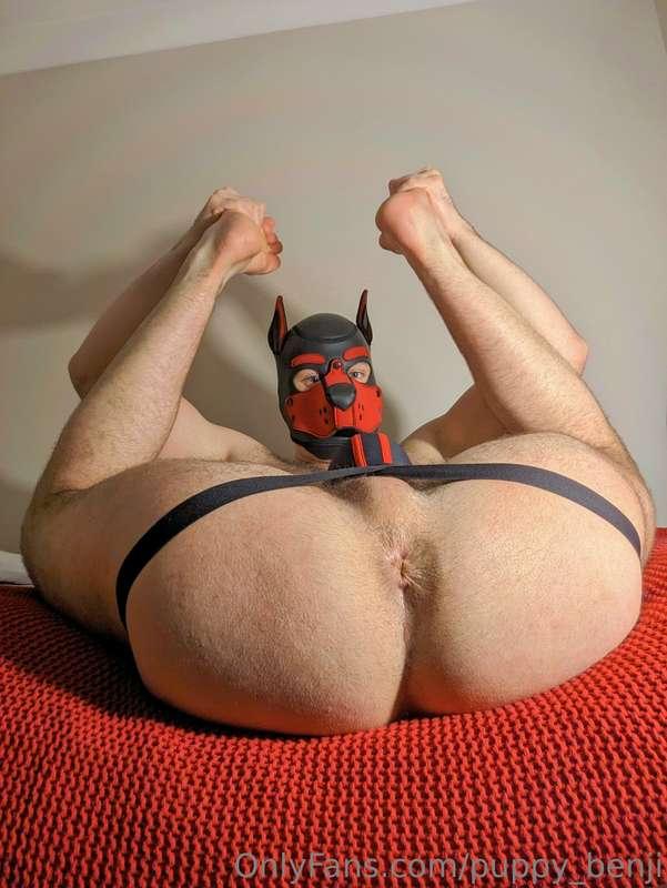 Would you fuck this puppy butt?