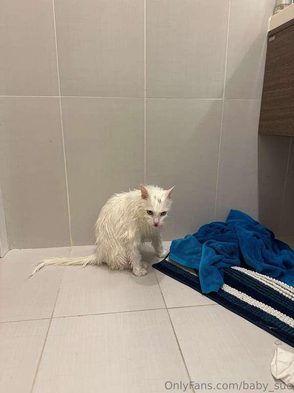 I washed my kitty, I felt so sorry for her, she doesn't like..