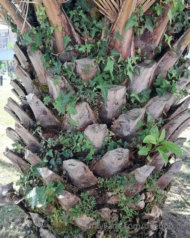 beeboo.girl image #0