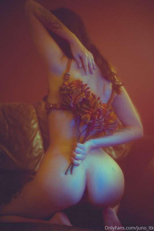 juno_ltk image #2