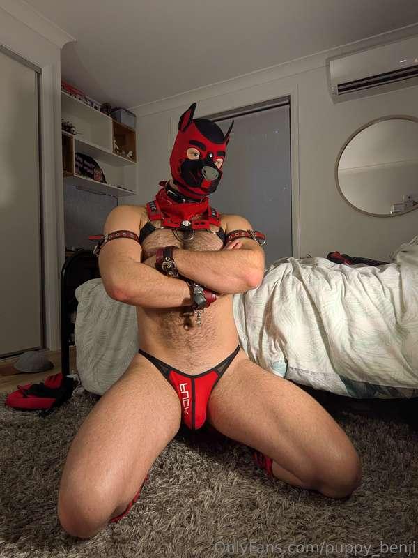 puppy_benji image #0