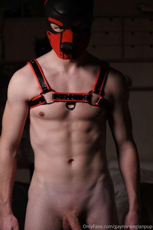 gaynorwegianpup image #0