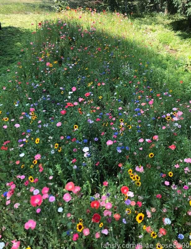 Nothing but Allergy Sneezes! 🌷 

Summer allergies are driving my nose crazy!! This is a compilation of my natural rapid allergic fits, and some talking. No nose blowing. Enjoy! 🌹🔥 