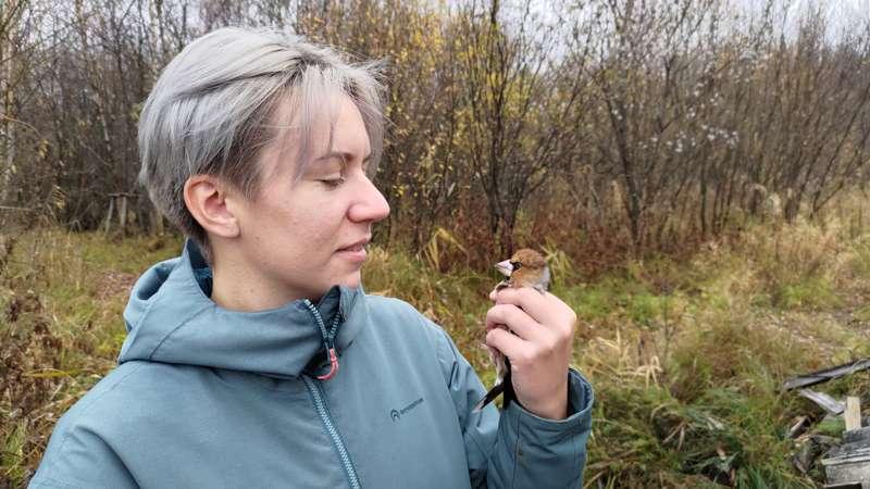 Birds of Ladoga