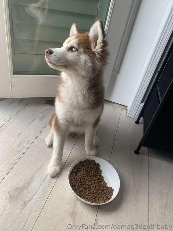 I love my puppy ,Shes so expensive tho 😢😢😂 do u have a pet ?