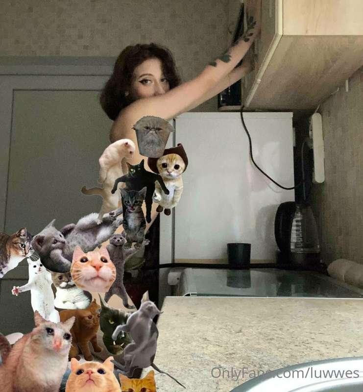 oh no!!! the cats won't let you see more, what will you do? ..
