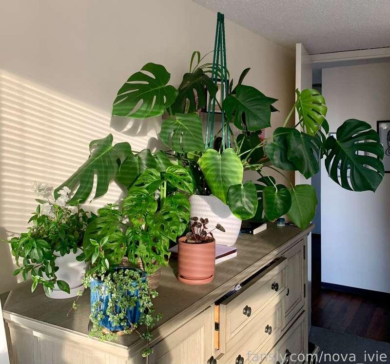 🌿grand rising from 1/3 of my plant babies🌿 

I have over 20 plants in my apartment, and that doesn’t count my propagation station! 💚

do you have any plant babies? ✨

#fyp #plant #plants #plantmom #greenthumb #greenwitch #witch #magic #magick 