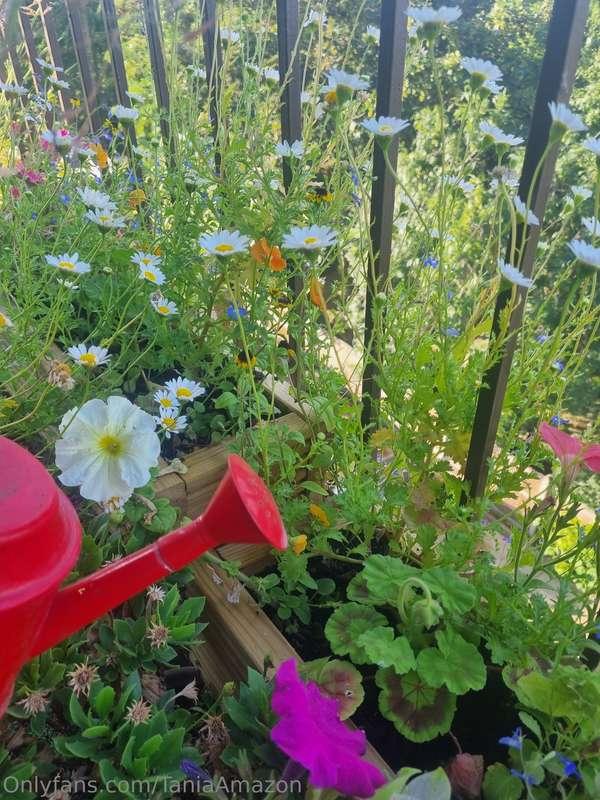 Keeping my friend's plants watered in this hot weather whils..