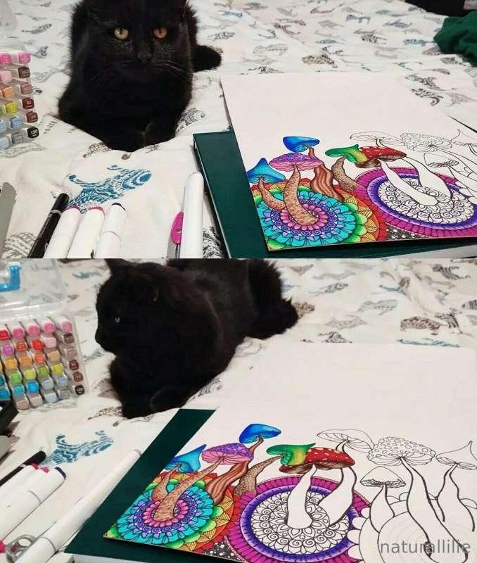 We are a good team.😺
And I use my creativity again to let go..