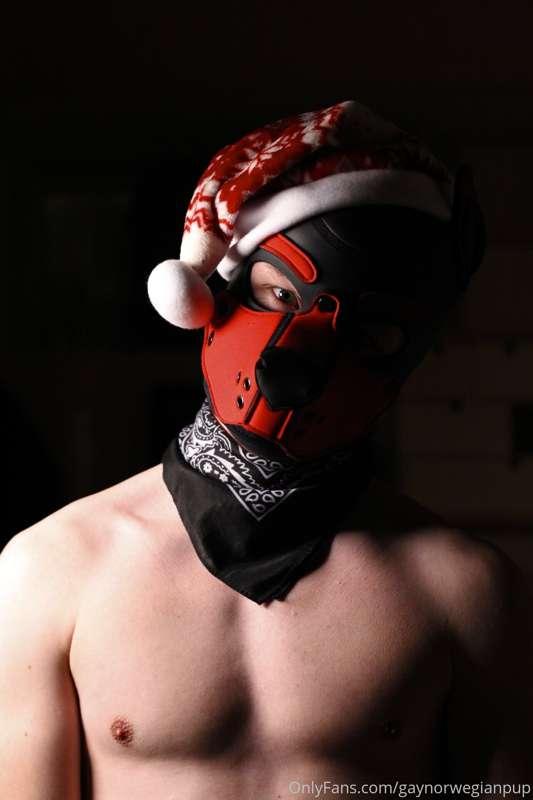 gaynorwegianpup image #0