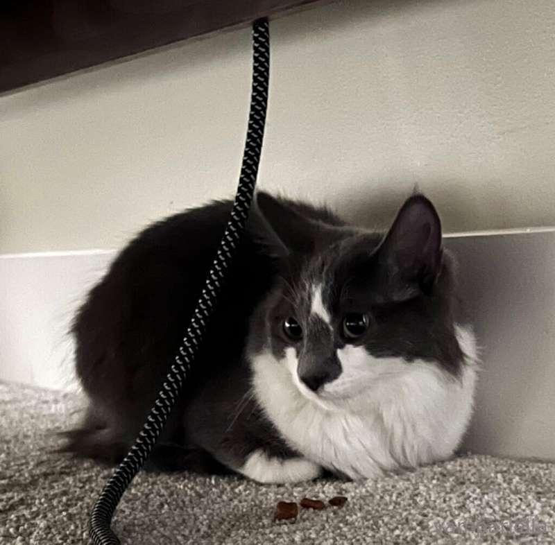gonna post soon ive been busy cuz i adopted a kitty!! he was..