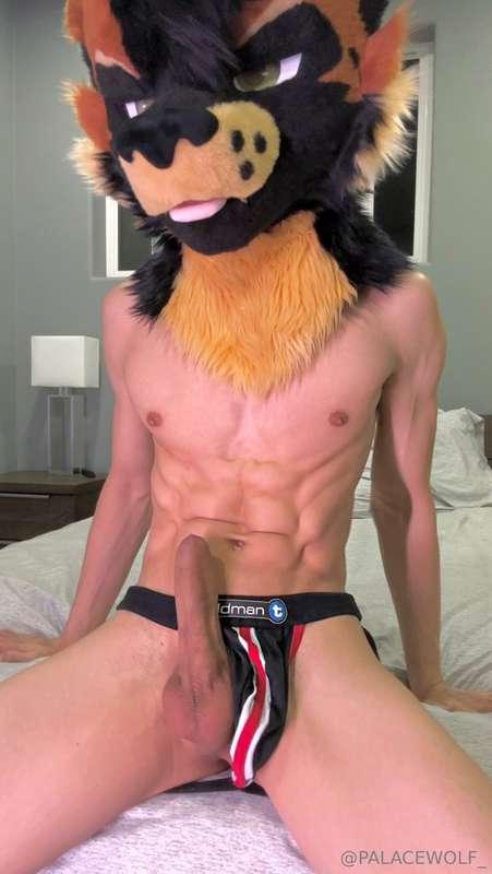 palacewolf image #0