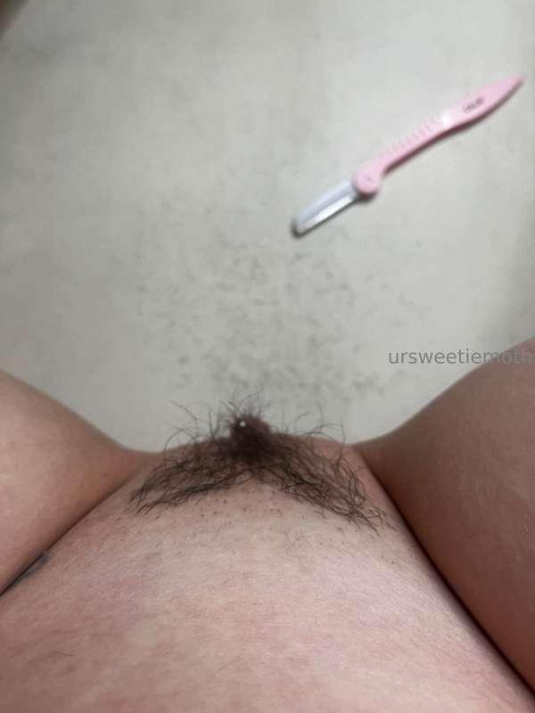 ursweetiemoth image #0