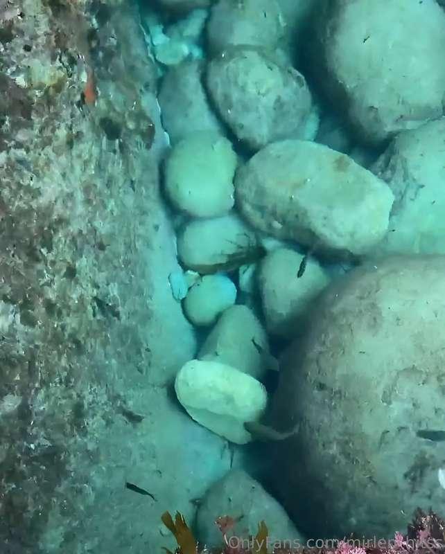 Looked under the water and found a world full of beauty and ..