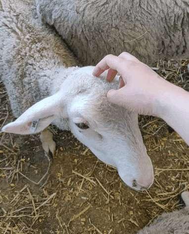 Pics: Skitty got to Scritch Sheep 🐑🐑🐑 + ASMR preview [GF to Mommy]