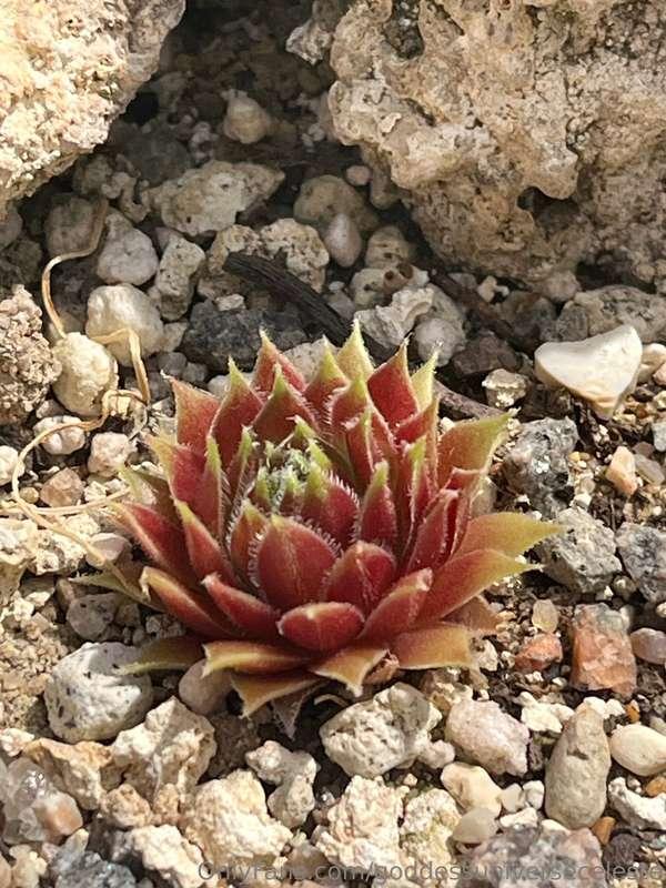 Look at this little beauty I found and photographed during m..