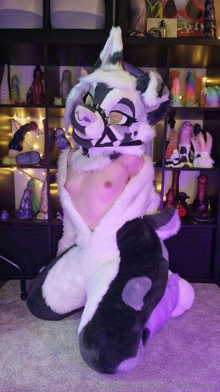 little_pixie_kitten image #1