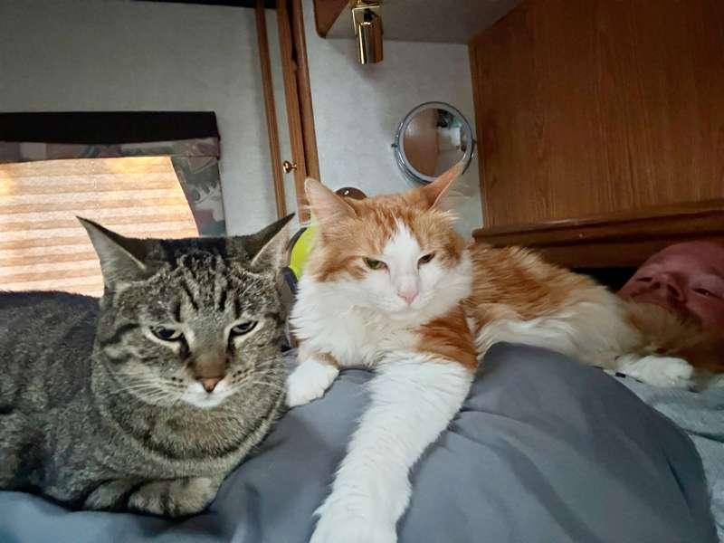 When the sun comes up at 5am and your cats expect breakfast immediately…