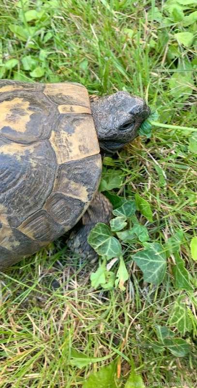 turtles are soooo cute 🥰