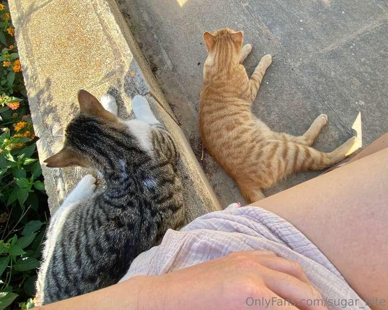 🐱🐱