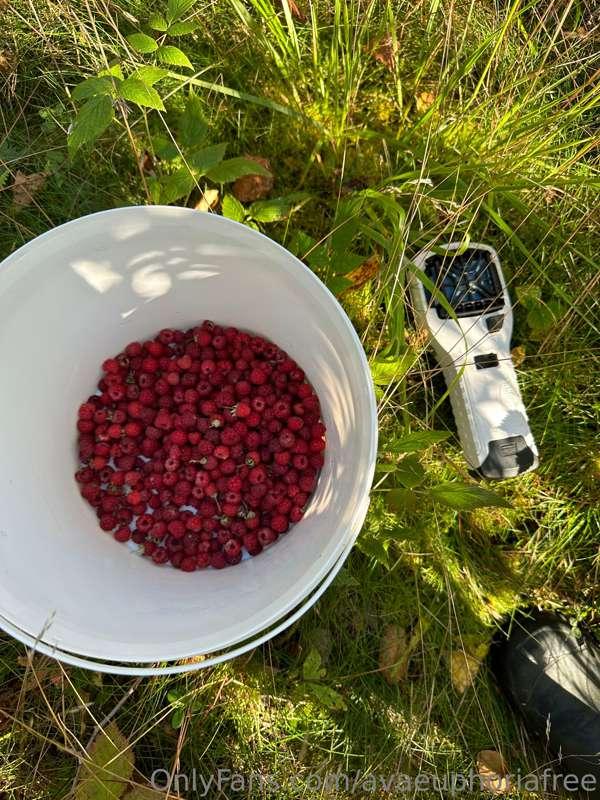 Went to pick some berries after work 😍