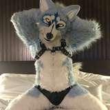 whitewolf395