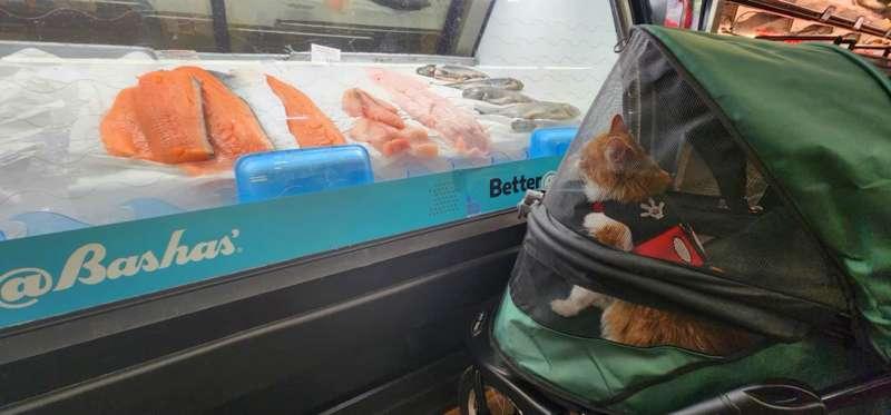 Opie picking out his dinner