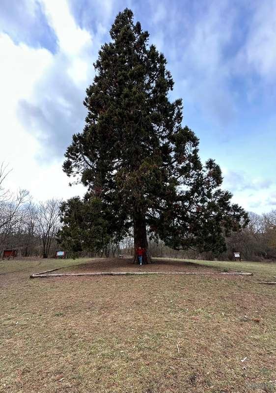 Mammoth pine. There are 2 in Hungary near Budapest.  And yes..