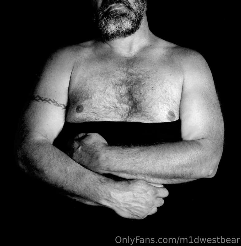m1dwestbear image #3