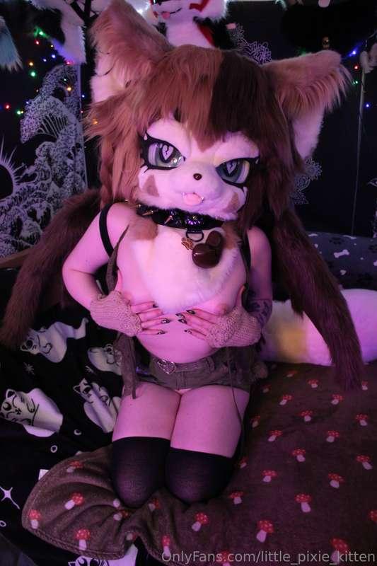 little_pixie_kitten image #4