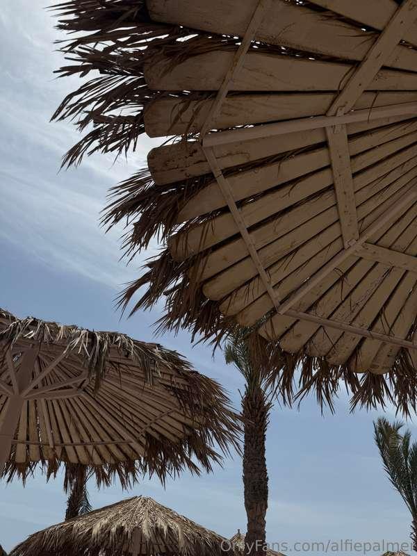 alfiepalmer image #1