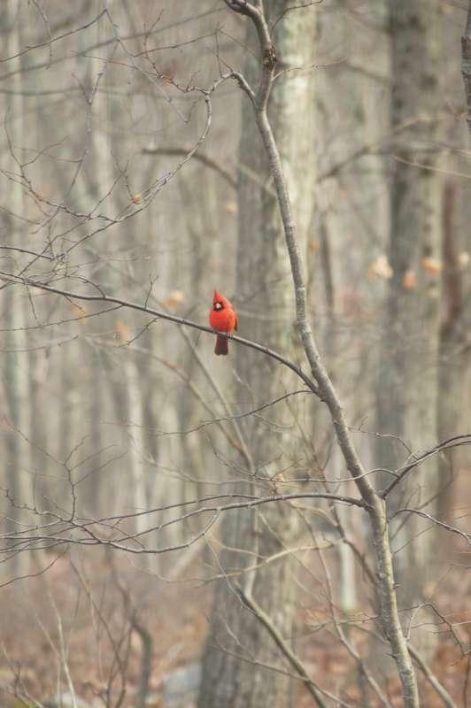 Pic I took of a cardinal