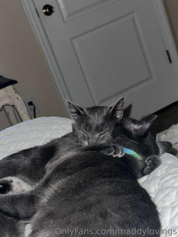 little life update… i never thought i would be a cat mom but..
