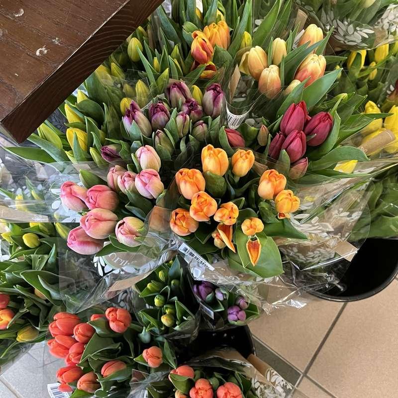 Tulips