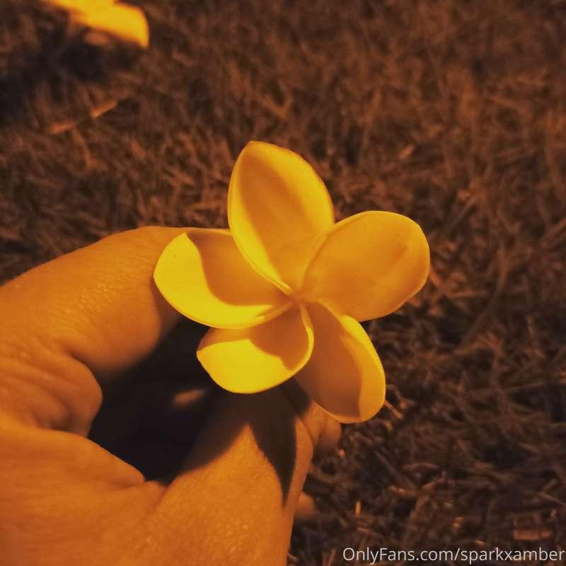 sparkxamber image #2