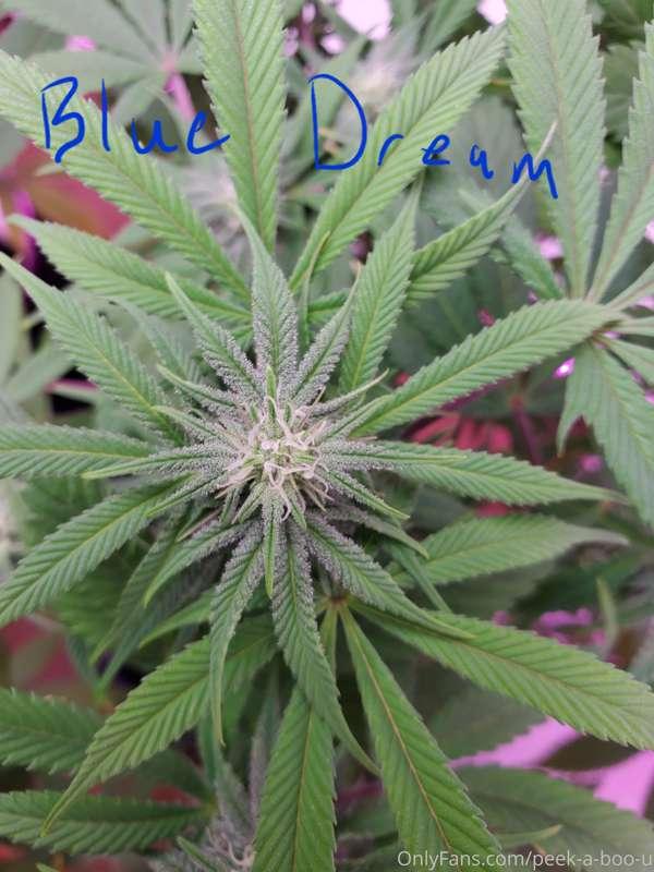 peek-a-boo-u image #2