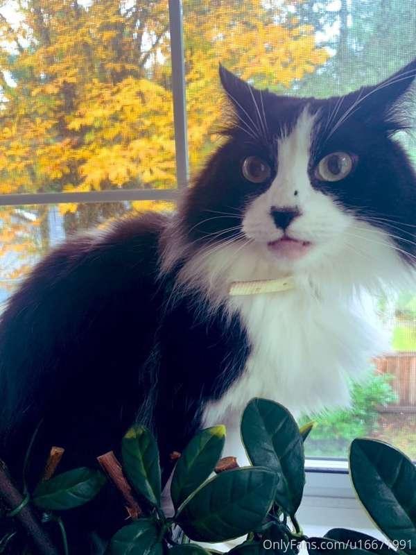 Happy caturday! -from a purrrturbed Penny