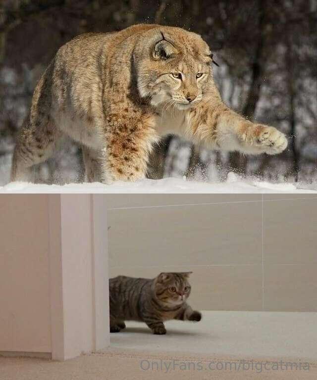 bigcatmia image #0