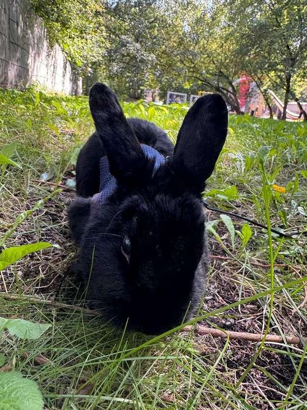 yoursmalldoll image #2