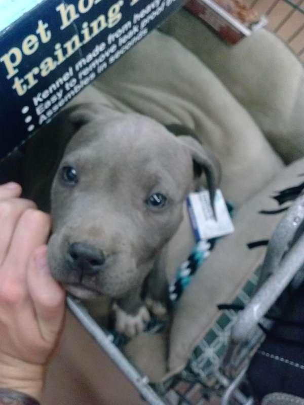 PUPPY NEWS!