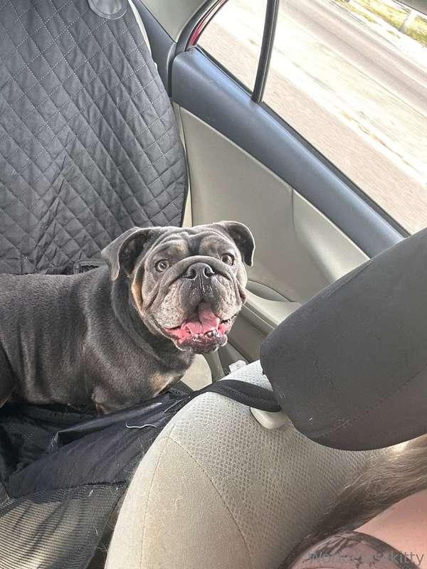 Another rescue baby!! A big baby 😂😂I know I’ve been talking ..