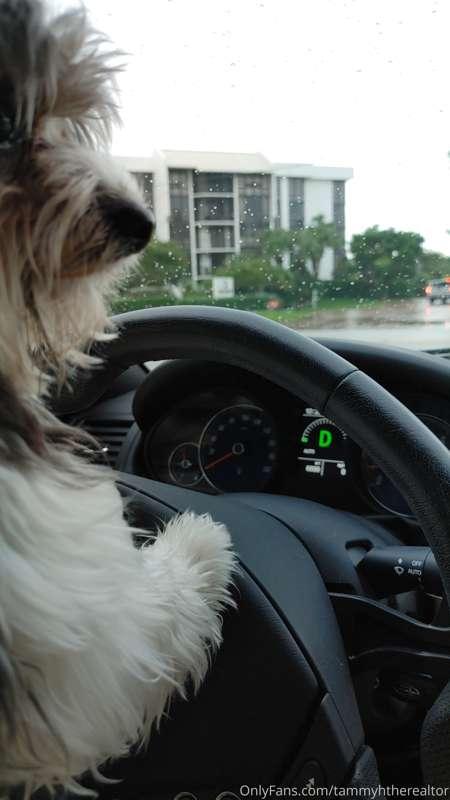 Gizmo loves driving!